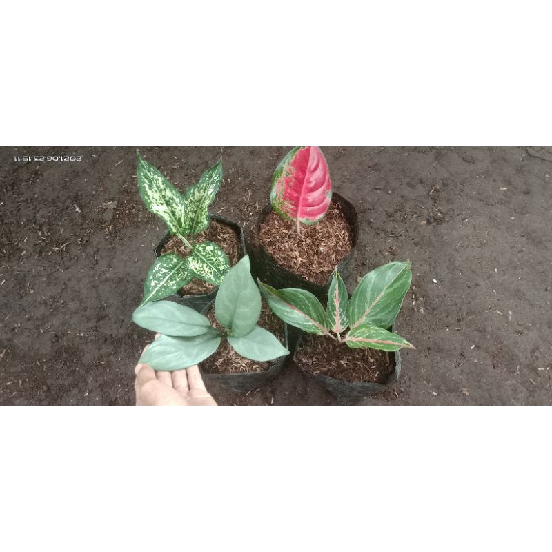 1 paket 4 anak aglonema murah