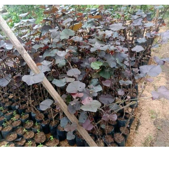 Ada bonus Jika Beruntung Promo waru merah super red original | Bahan bonsai waru merah | Promo Hari 