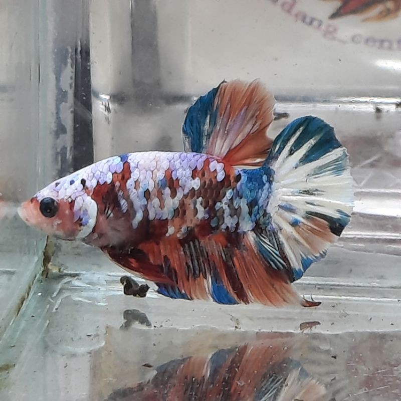 

ikan cupang multicolor gold