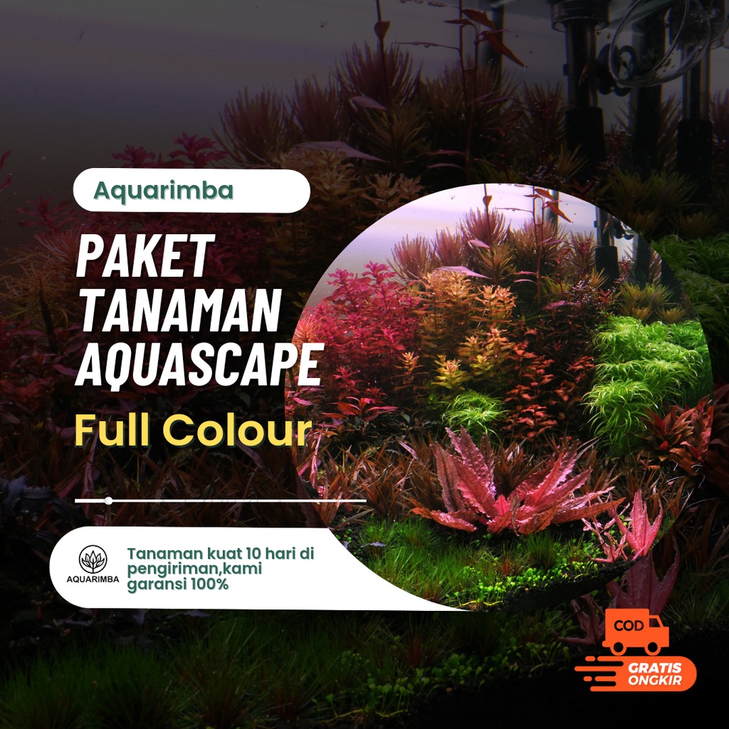Paket Tanaman Aquascape full colour ( tanaman aquascape )