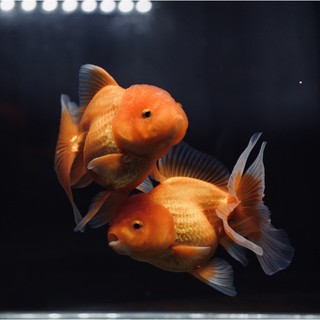 Ikan Mas Koki Oranda Panda, Tricolor & Black Gold | Shopee Indonesia