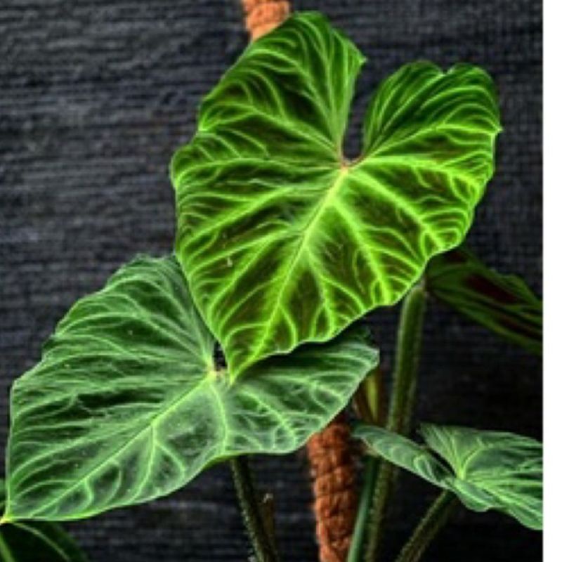 Philodendron verucosum / bonggol tanaman hias verucosum akar sehat