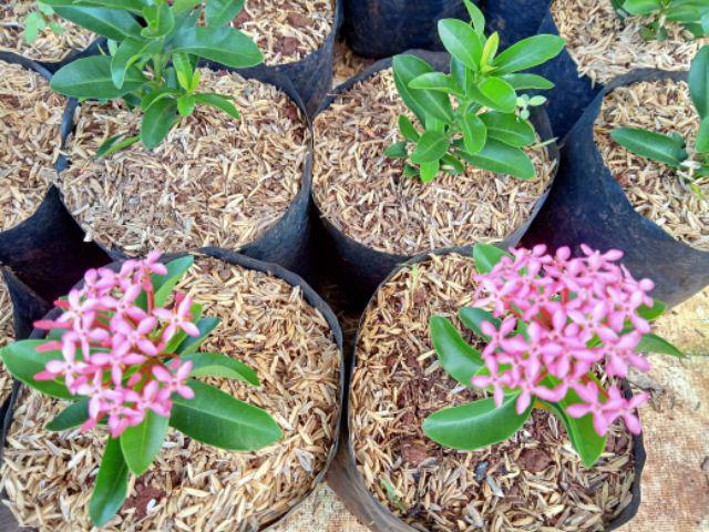 Tanaman Hias Bunga Asoka