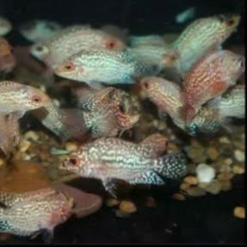 Ikan Louhan Kamfa F2/GB Ukuran 2-3CM Gen Ori (promo beli 5 gratis1)