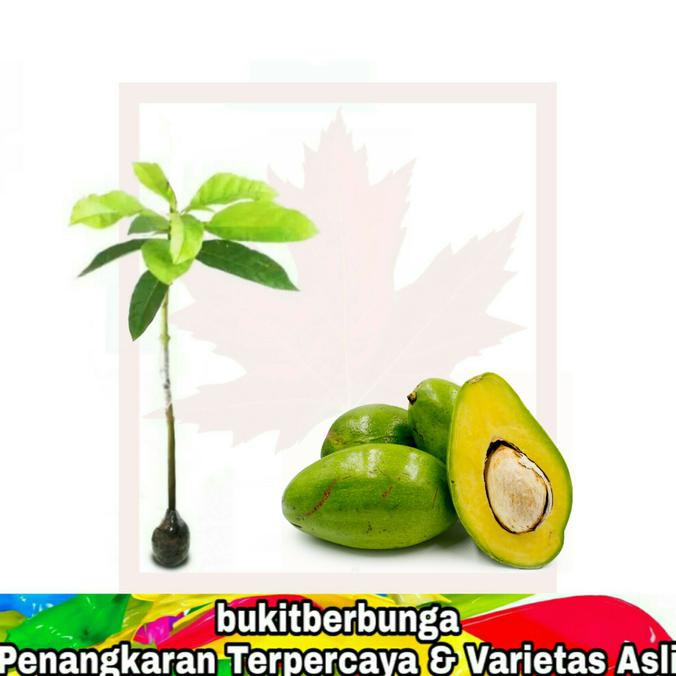 $_$ Tanaman Buah Alpukat Madu