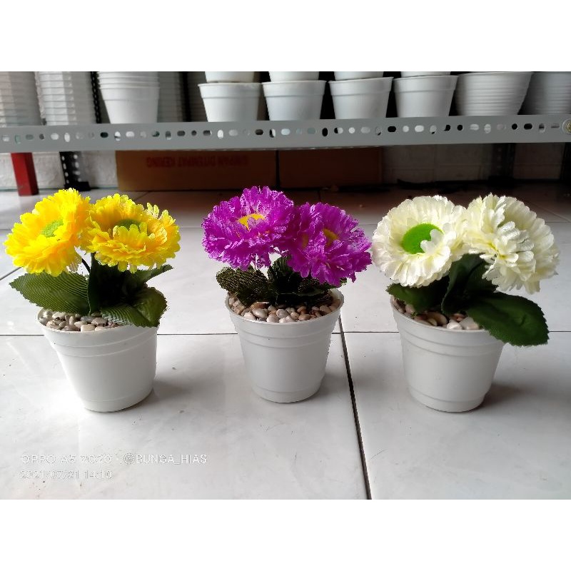 Bunga Mini Krisan Pom pom