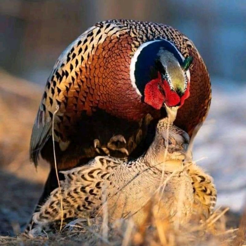 Ayam Hias Ringneck Pheasant