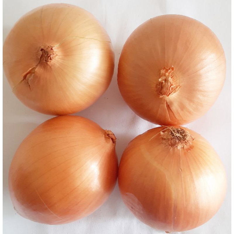 

bawang bombay 250gr