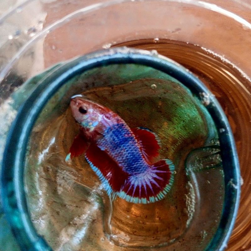 CUPANG FCCP WHITE SCALE