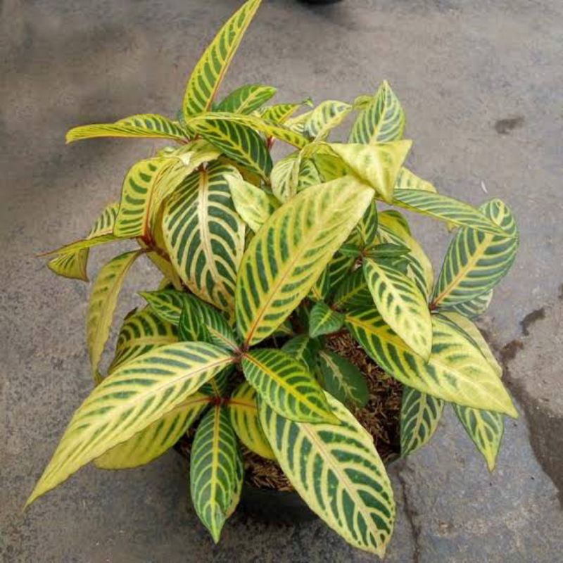Bunga Apelandra Zebra Yellow apelandra