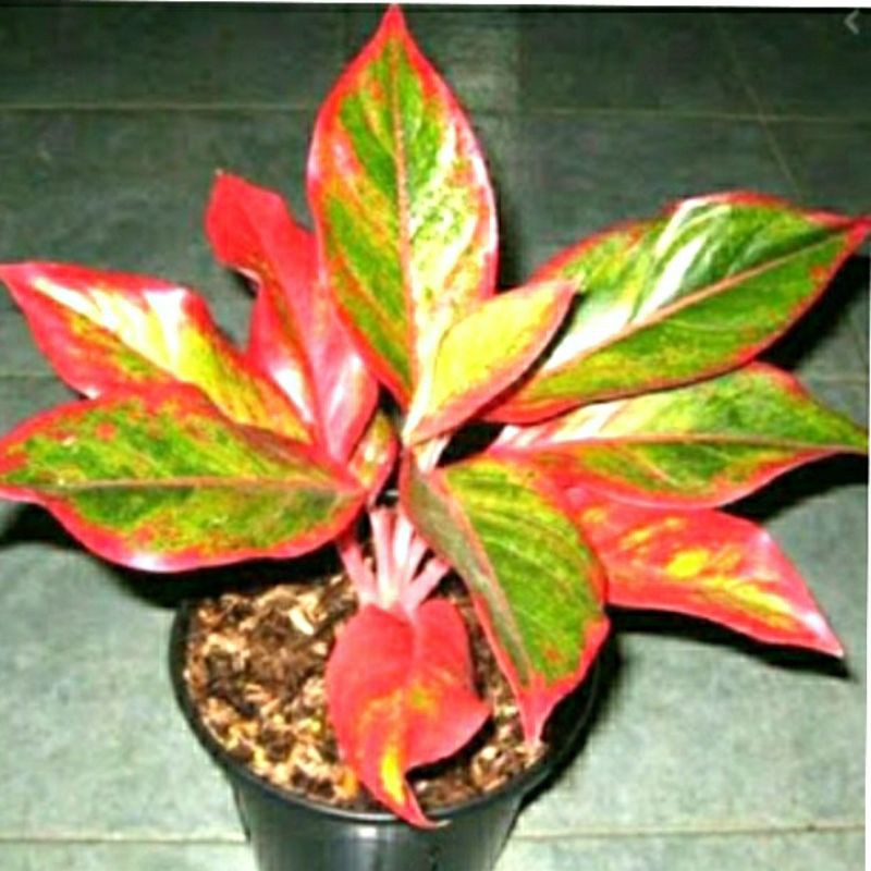 

siam aorora