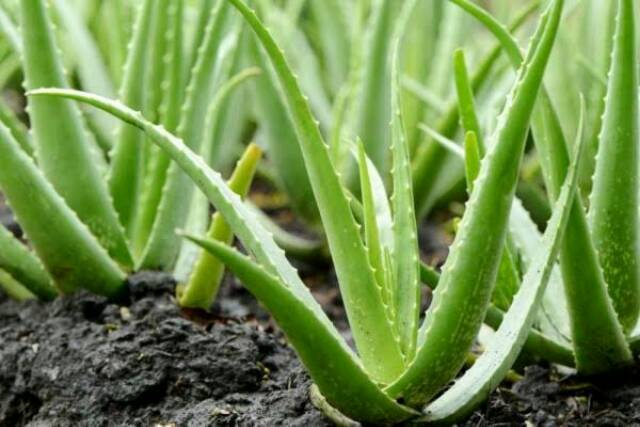 Bibit Lidah Buaya Jumbo/ Bibit Aloevera Giant