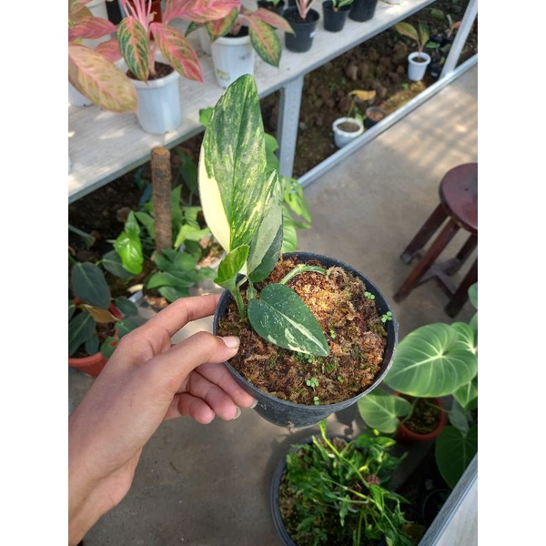 monstera standleyana varigata kuning /standleyana variegata yellow