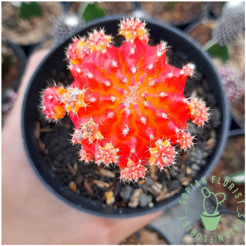 Kaktus Gymno Import Combine Grafting