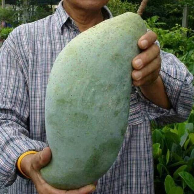 bibit mangga mahatir super