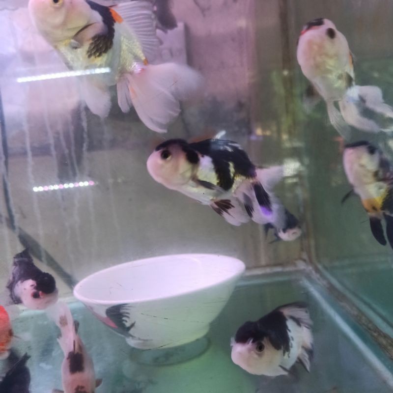 7500 Koleksi Aquarium Ikan Koki Jumbo Gratis Terbaru