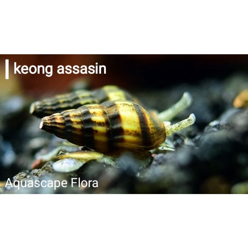 keong aquascape aquarium/keong pembasmi keong hama/keong assasin
