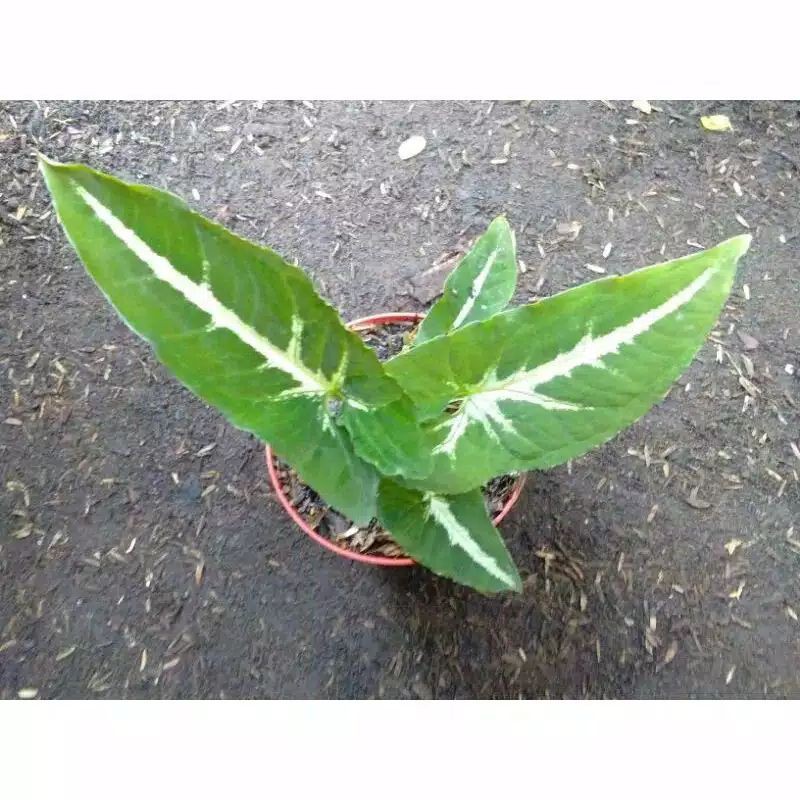 Syngonium wedlandi | pot gantung | tanaman merambat