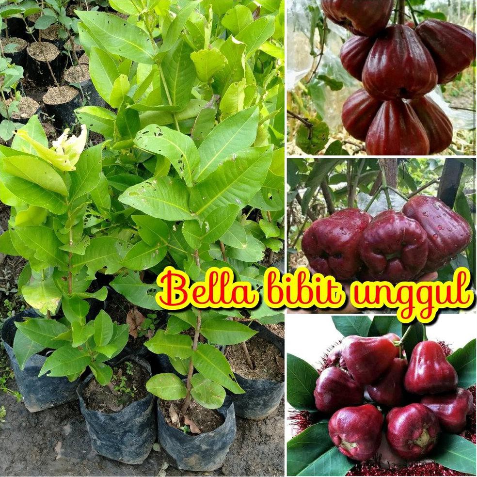 BIBIT BUAH JAMBU AIR BLACK DIAMOND SUPEER @_$