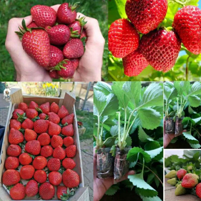 Tanaman Bibit Buah Strawberry Stroberi California (Sudah Berbuah serta berbunga)