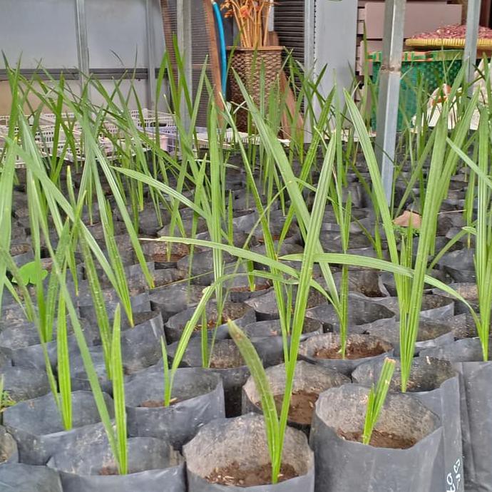 Jxc Bibit Pohon Buah Kurma Tropis Barhee