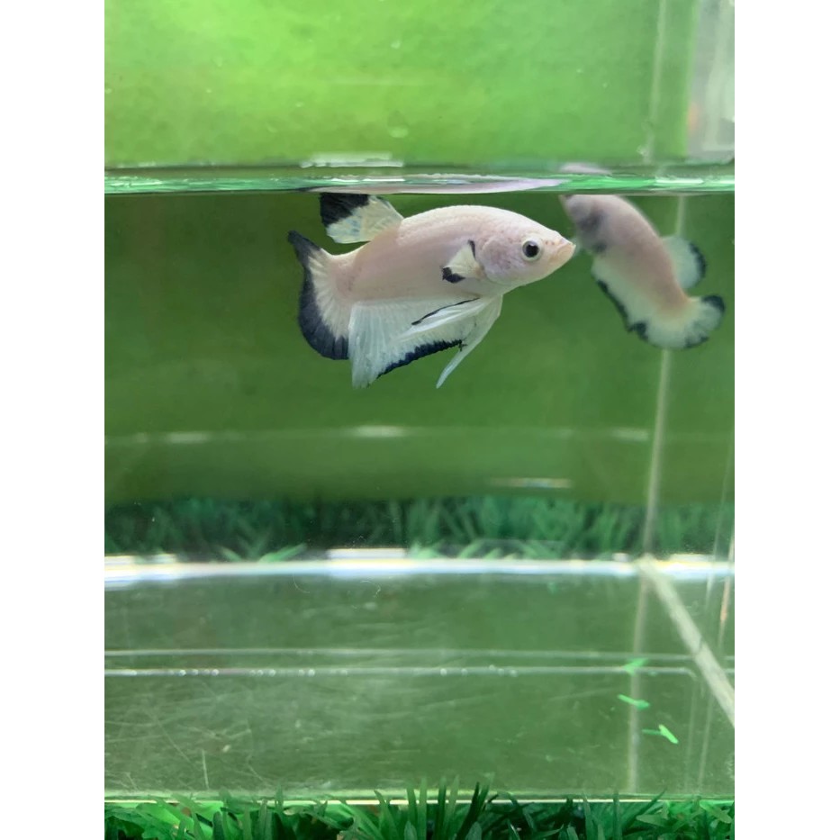 Ikan cupang hias blue rim line thailand male / jantan clean body