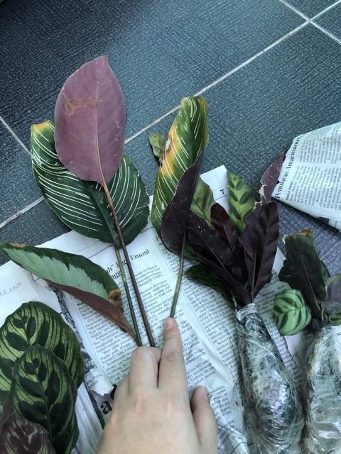 New Produck!! Tanaman Hias Calathea Ornata Pin Strip