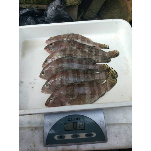 

Ikan Kerapu 1 KG