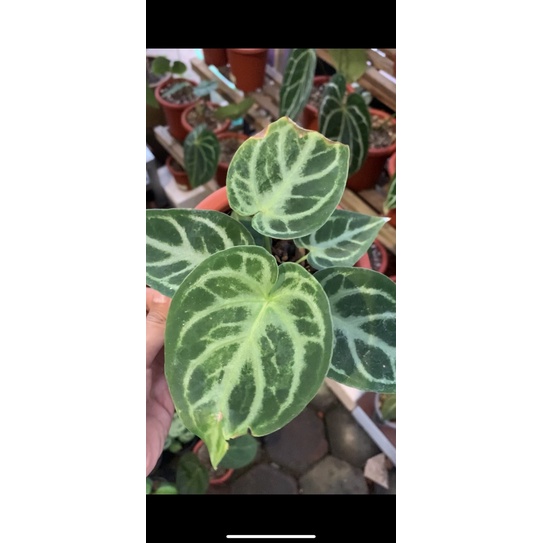 anthurium dorayaki x silverblush