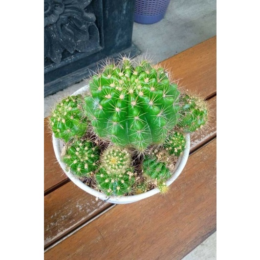 kaktus ownroot...bulat..hijau