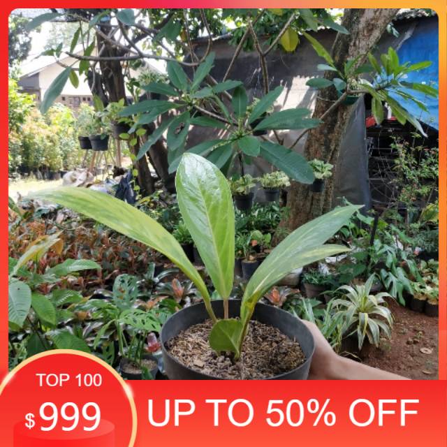 Tanaman Hias Anthurium Jenmani