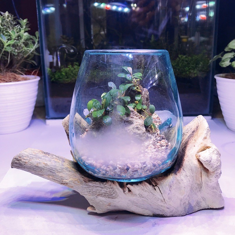  Aquascape  Wooden Cupang  Mini  Shopee Indonesia