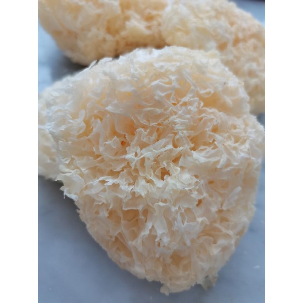

JAMUR SALJU / SNOW FUNGUS / JAMUR PUTIH