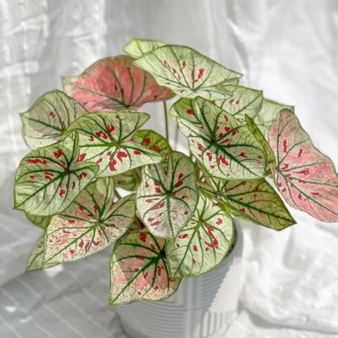 TANAMAN HIAS CALADIUM WONDERLAND KELADI WONDERLAND