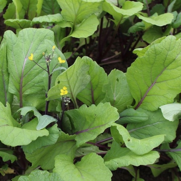 Benih-Bibit Kailan Purple Stem (Haira Seed)