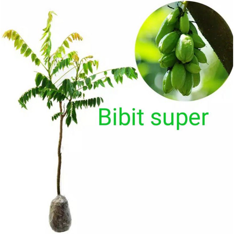 Bibit Blimbing wuluh/blimbing sayur