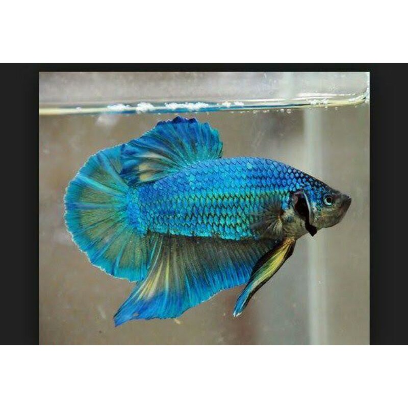 Ikan cupang giant BO 4-5cm