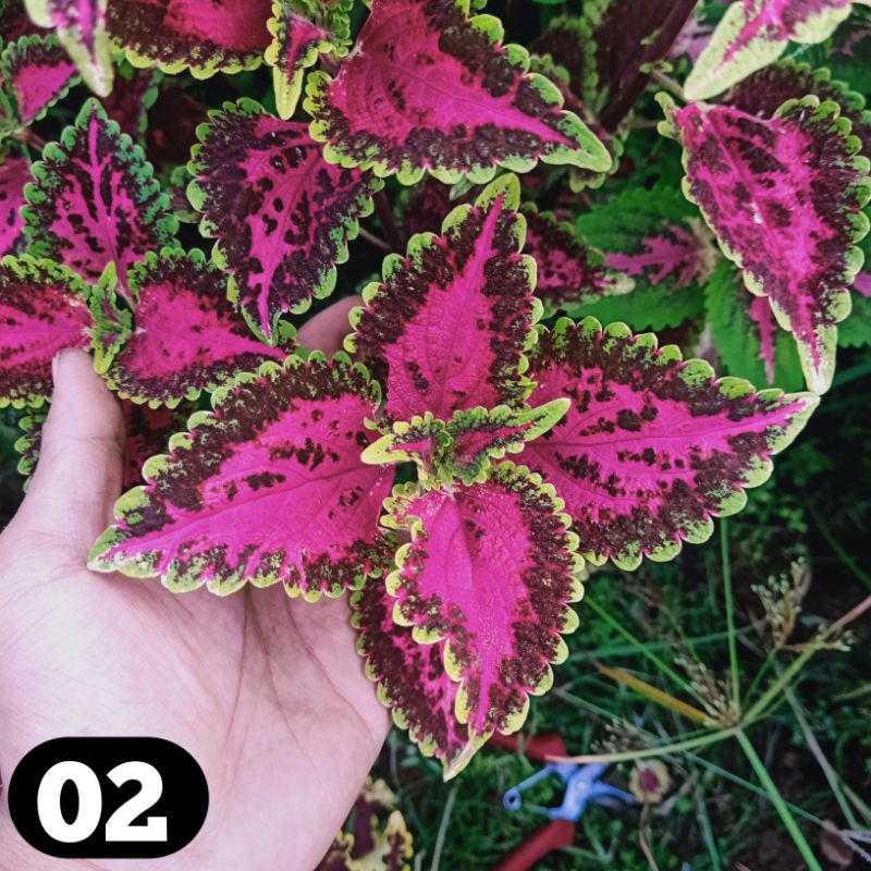 Tanaman hias Bunga Miana Premium Langka Miana coleus jawer kotok iler miyana murah miana merah miana