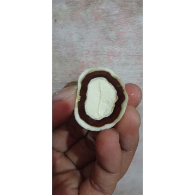 muncang adu (Kemiri adu)