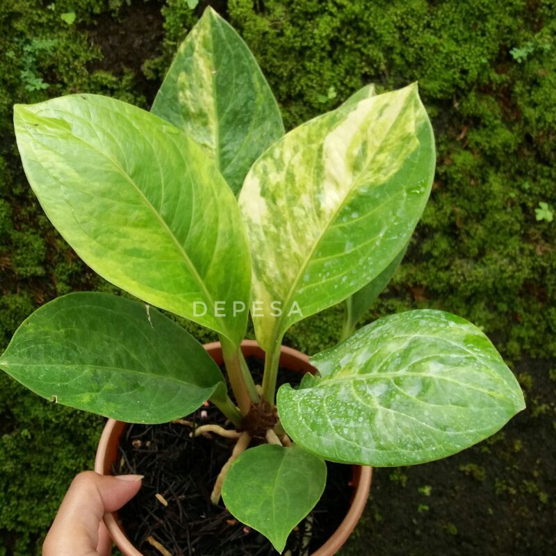 Pesanan anthurium jemani cobra batik/cobtik varigata real pict 03