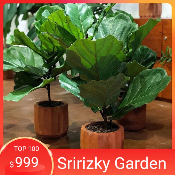 ketapang biola mini tanaman