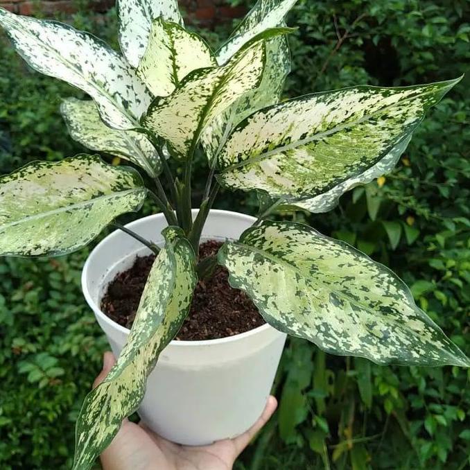 AGLONEMA SNOW WHITE - TANAMAN HIAS MURAH - tanaman hias hidup - bunga hidup - bunga aglonema - aglao