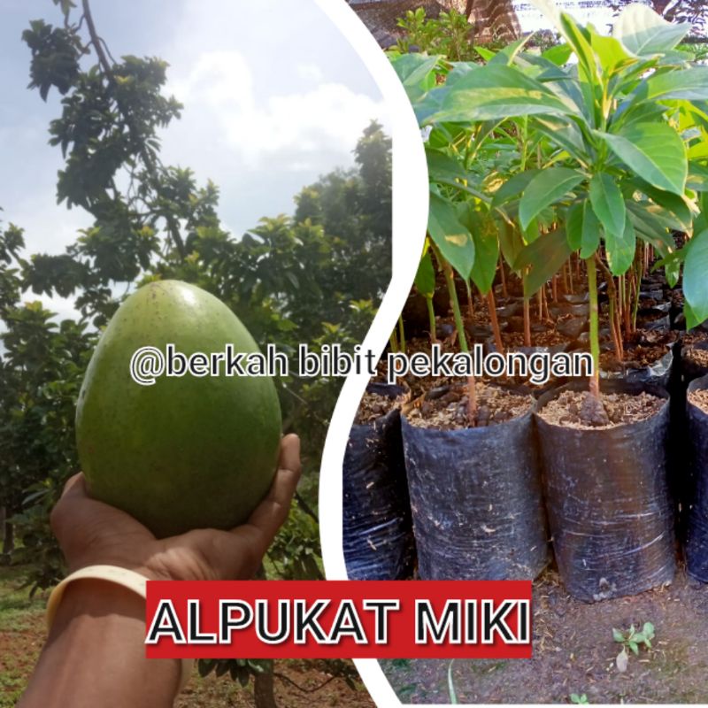 Bibit alpukat miki