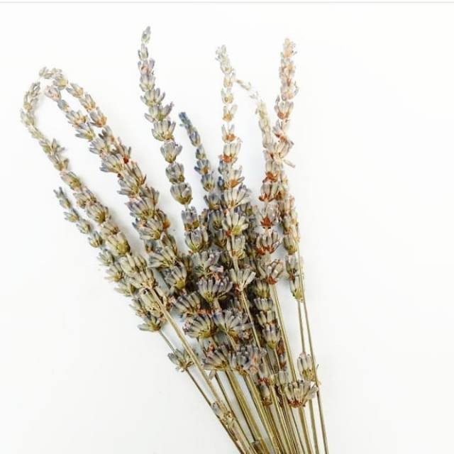 Bunga Lavender Kering Dried Flower Background  Backdrop Properti Foto Rustic