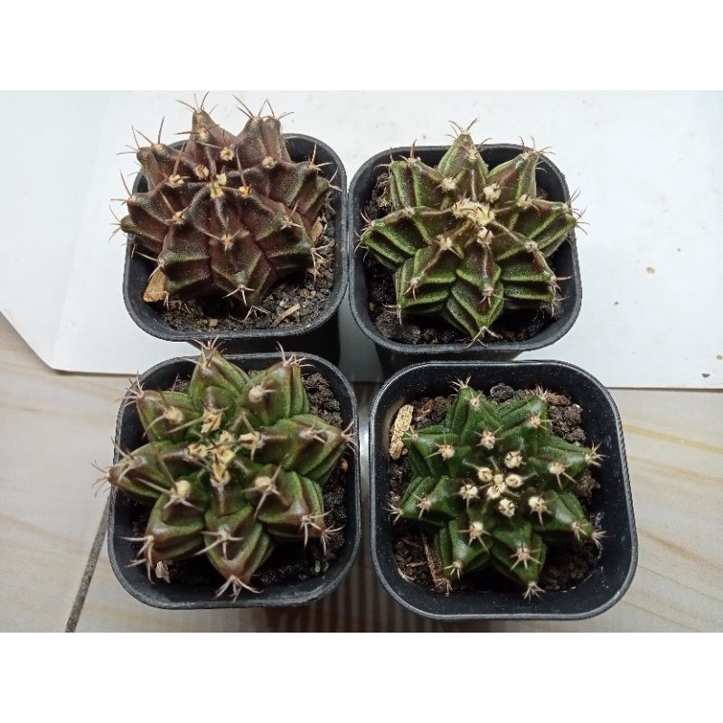 Gymno Miha Lb Hybrid Murah