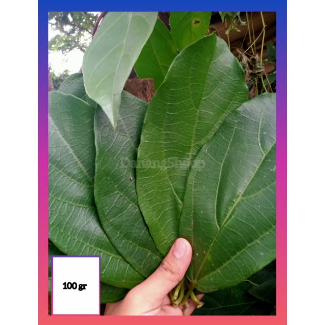

Daun cincau hijau rambat segar & non pektisida (100gm )