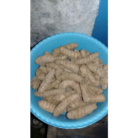 kunyit 1 kg - kunyit Segar - kunir