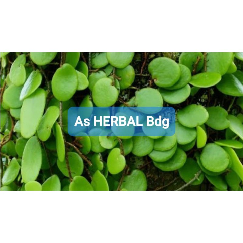 

Daun Sisik Naga atau Picisan 1 Kg petik langsung-az