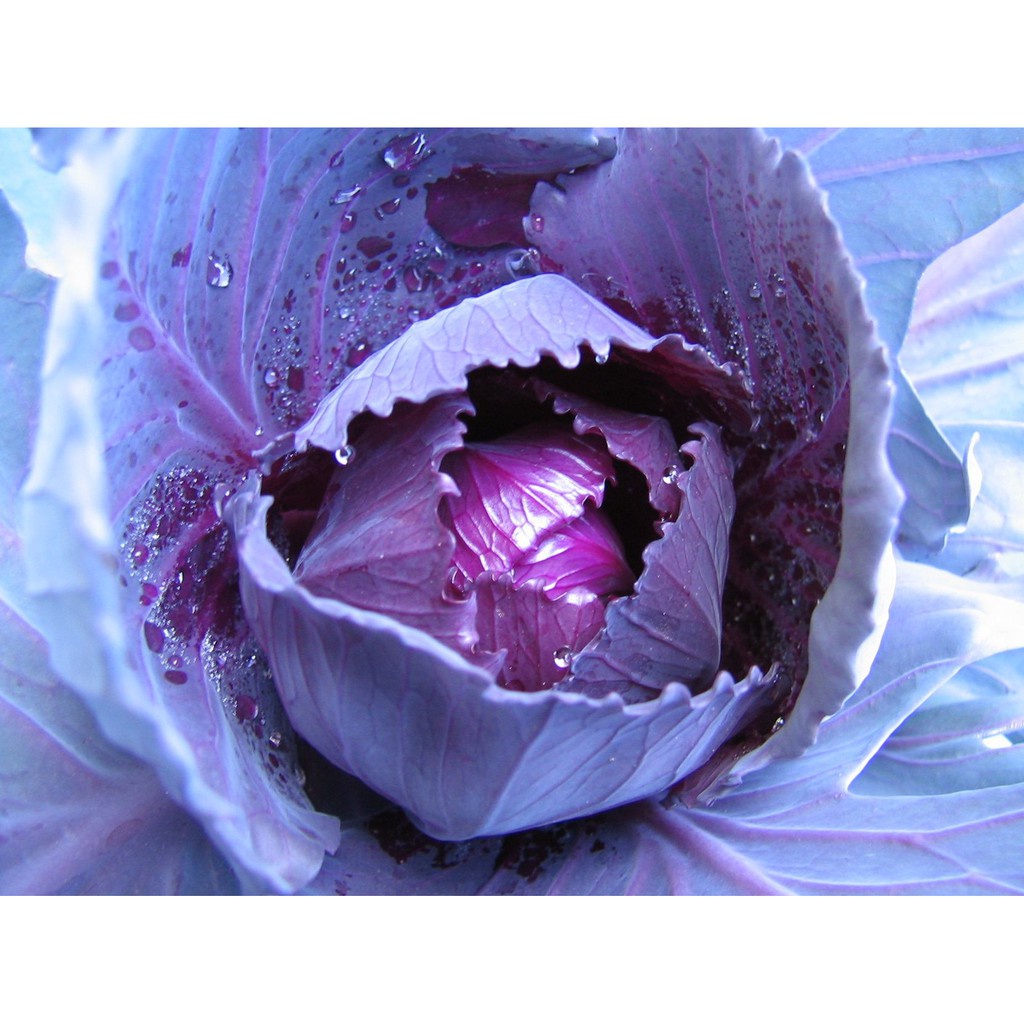 10 Biji Benih Kol Kubis Ungu F1 Scarlet Bibit Sayuran Cabbage Known You Seed Tanaman Sayur Unggul