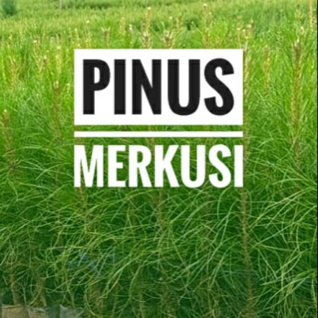 PINUS MERKUSI || BIBIT PINUS MERKUSI